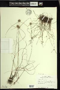 Cyperus lupulinus image