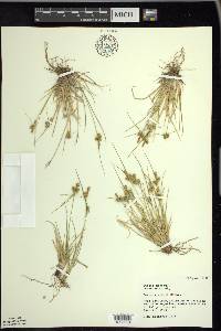 Carex viridula image