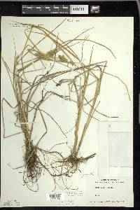 Carex viridula image