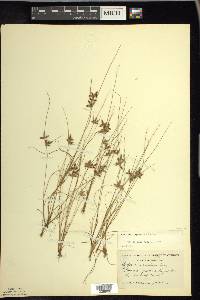 Cyperus bipartitus image