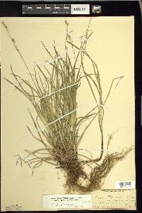 Carex woodii image