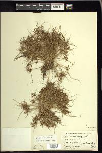 Cyperus bipartitus image