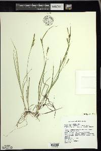 Carex tetanica image