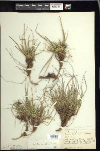 Carex tonsa image