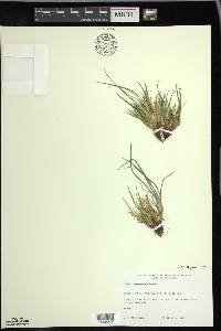 Carex tonsa image