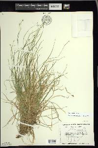 Carex trisperma image