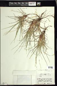 Carex tonsa image