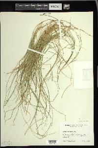 Carex trisperma image