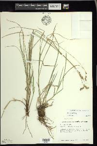 Carex tenera image