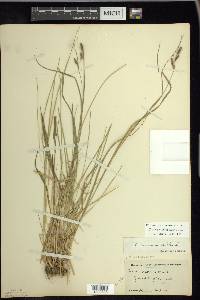 Carex swanii image