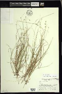 Carex trisperma image