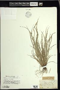 Carex swanii image