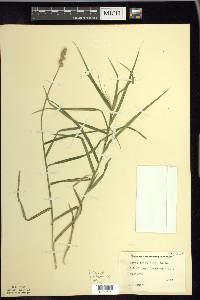 Carex cristatella image