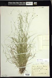 Carex trisperma image