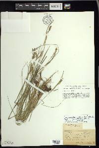 Carex meadii image