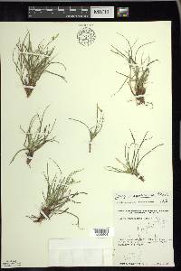 Carex tonsa image