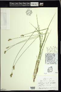 Carex suberecta image