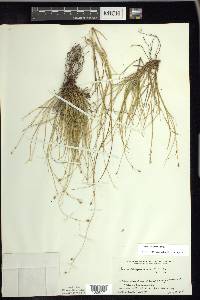 Carex trisperma image