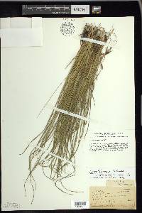 Carex tetanica image