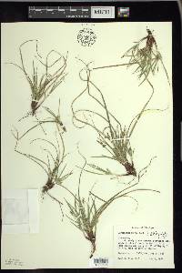 Carex tonsa image