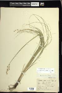 Carex echinodes image