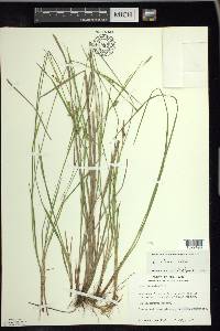 Carex tetanica image