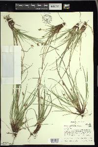 Carex umbellata image