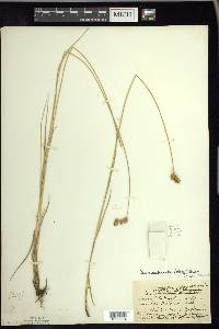 Carex suberecta image