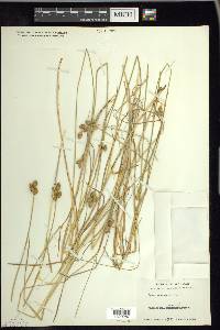 Carex suberecta image