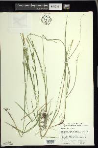 Carex tetanica image