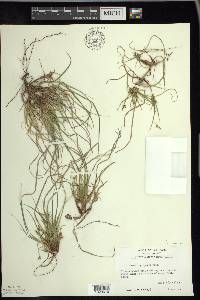 Carex tonsa image