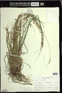 Carex swanii image