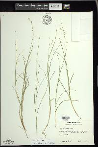 Carex trisperma image