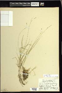 Carex trisperma image