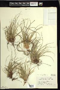 Carex tonsa image