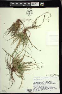 Carex tonsa image