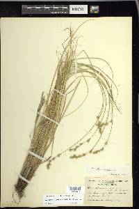 Carex echinodes image