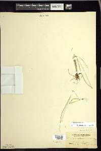 Carex trisperma image
