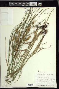 Carex tuckermanii image