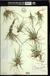 Carex tonsa image