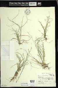 Carex trisperma image