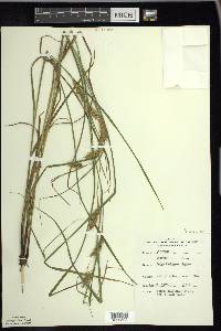 Carex tuckermanii image