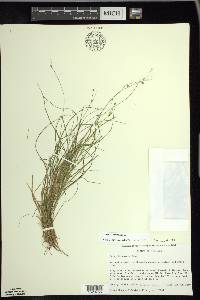 Carex trisperma image