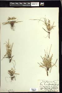 Carex tonsa image