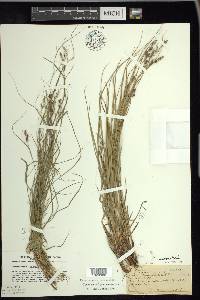 Carex swanii image