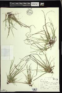 Carex umbellata image