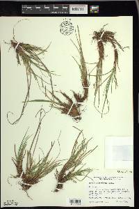 Carex tonsa image