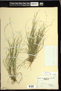 Carex trisperma image