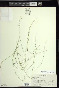 Carex trisperma image