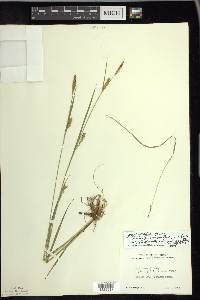 Carex meadii image